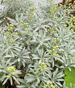 芙蓉菊的花是怎么样的