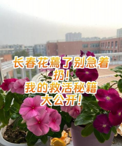 家庭养花用生根粉