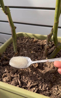 家庭养花用生根粉