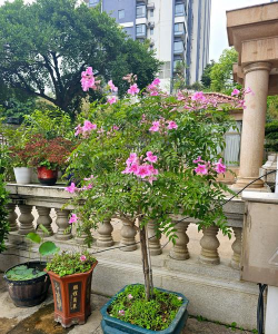 家庭养花用生根粉