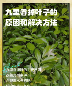 九里香树杆枯黄怎么补救