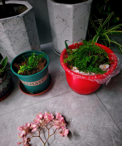 家庭养花用生根粉