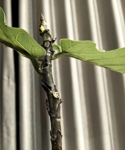 怎么让琴叶榕秃杆长叶