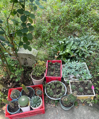 家庭养花用生根粉