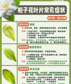 栀子花黄叶子脱落怎么办
