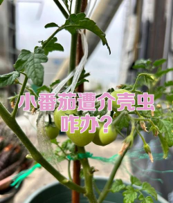 小番茄长介壳虫了怎么办