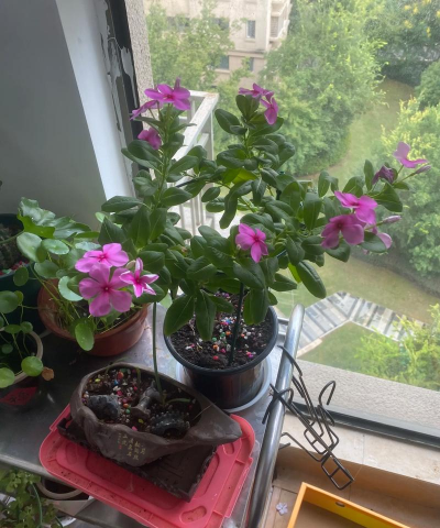 家庭养花用生根粉