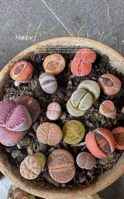 家庭养花用生根粉