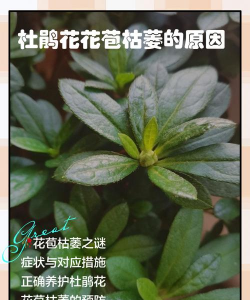 杜鹃花花苞蔫吧怎么回事