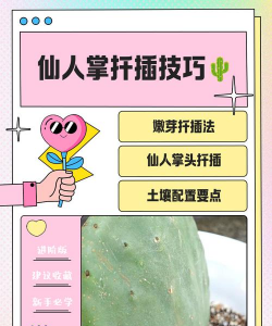 仙人掌如何繁育