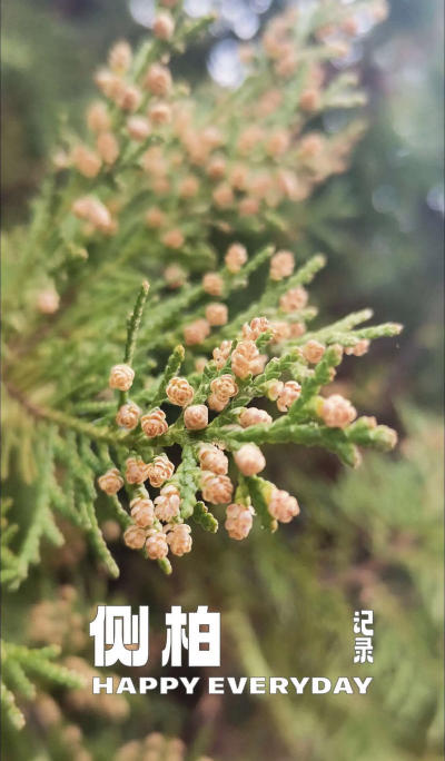 侧柏什么季节开花