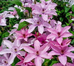 如梦铁线莲如何牵引