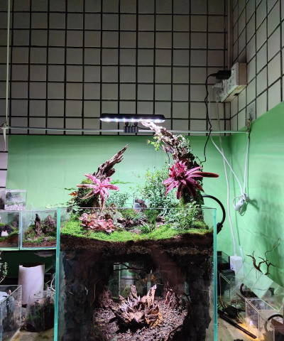 家庭养花用生根粉