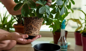 家庭养花用生根粉