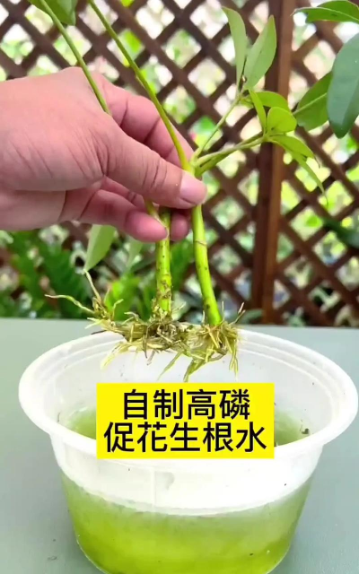 家庭养花用生根粉