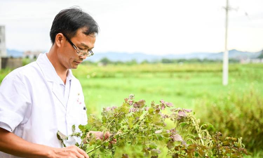 家庭养花用生根粉