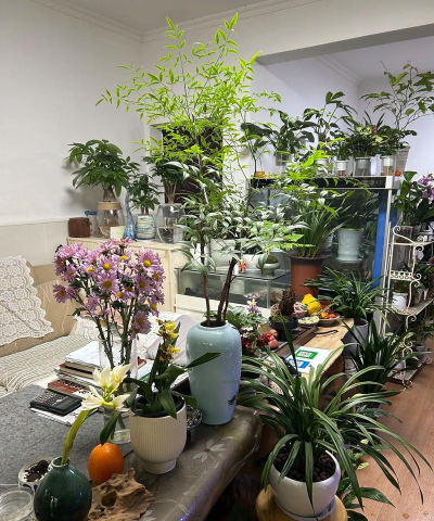 家庭养花用生根粉