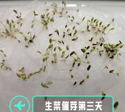 生菜种子发芽后该怎么办