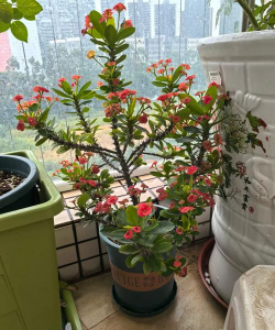 家庭养花用生根粉