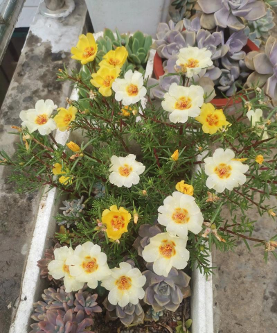 家庭养花用生根粉