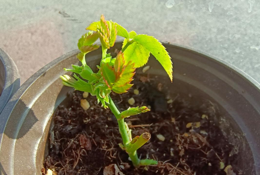 家庭养花用生根粉