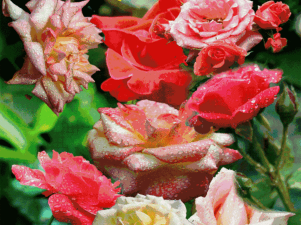 家庭养花用生根粉