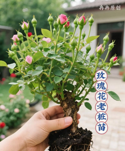 家庭养花用生根粉