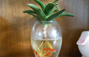 家庭养花用生根粉