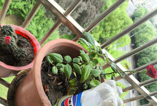 家庭养花用生根粉