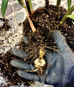 家庭养花用生根粉