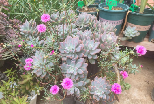 家庭养花用生根粉