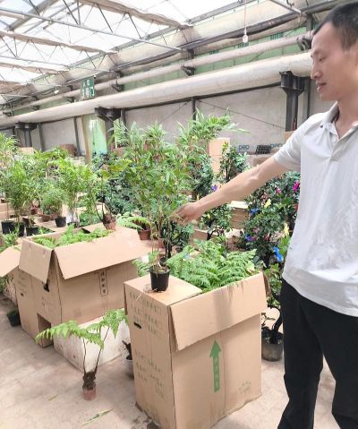 家庭养花用生根粉