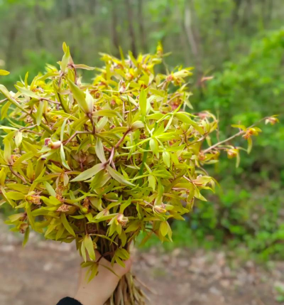 家庭养花用生根粉