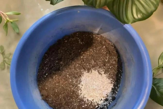 家庭养花用生根粉