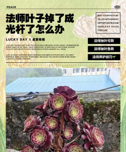 家庭养花用生根粉