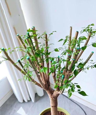 家庭养花用生根粉