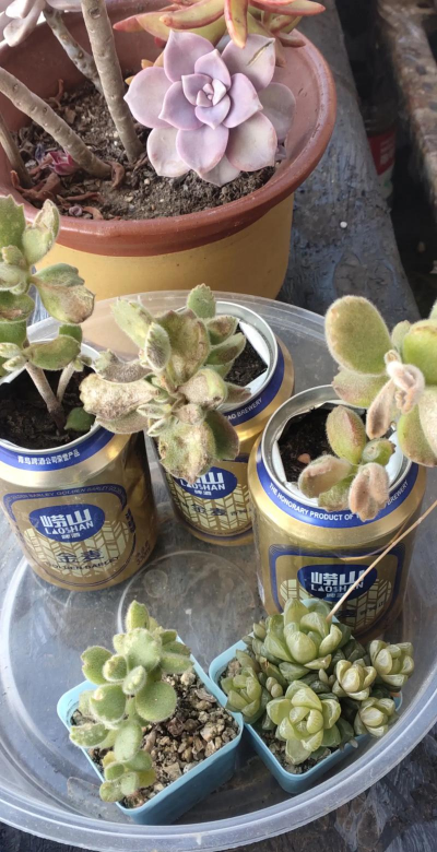 家庭养花用生根粉