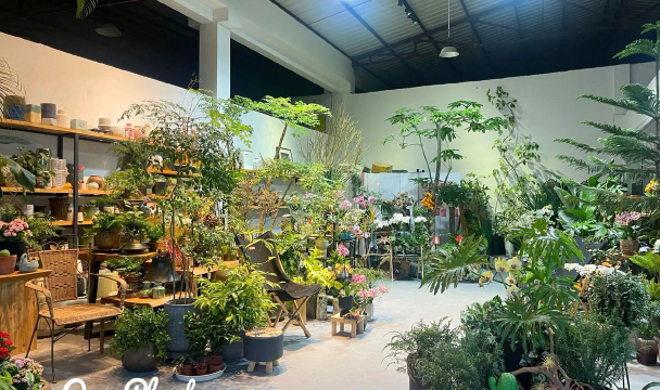 家庭养花用生根粉