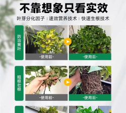 家庭养花用生根粉