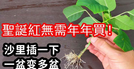 家庭养花用生根粉