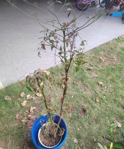 家庭养花用生根粉