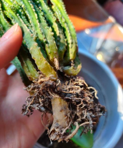 家庭养花用生根粉