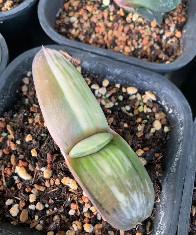 卧牛开的花是怎么样的