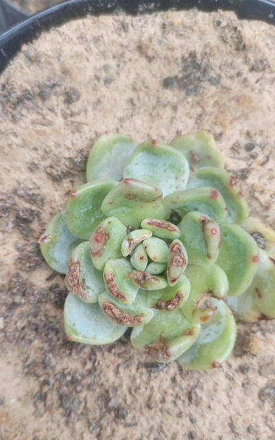 多肉花爆皮了是怎么回事