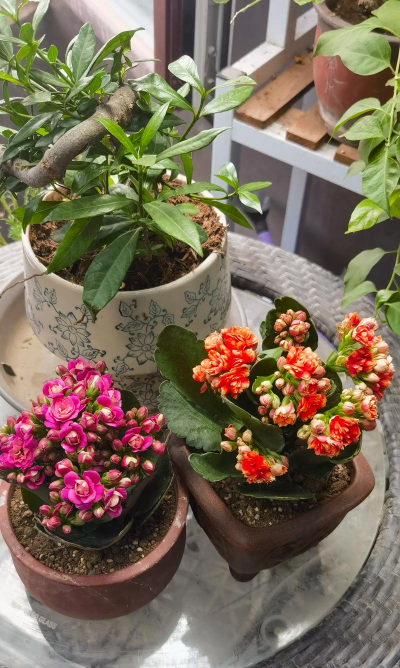 家庭养花用生根粉