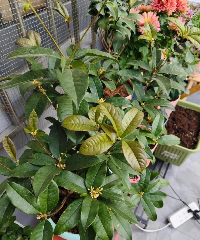 家庭养花用生根粉