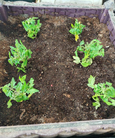 家庭养花用生根粉