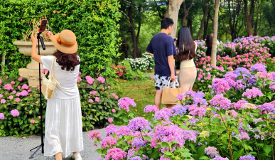 家庭养花用生根粉