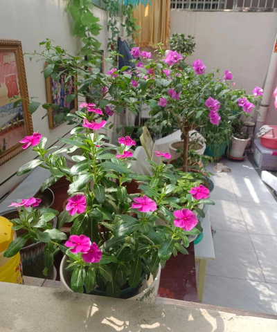 家庭养花用生根粉