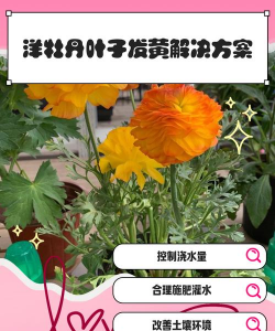 洋牡丹花叶子变黄怎么办